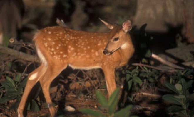 Крошечный олененок позвал мужчину за собой в лес: через минуту тот понял, что нужна помощь - свежие новости на Toplenta по теме общество