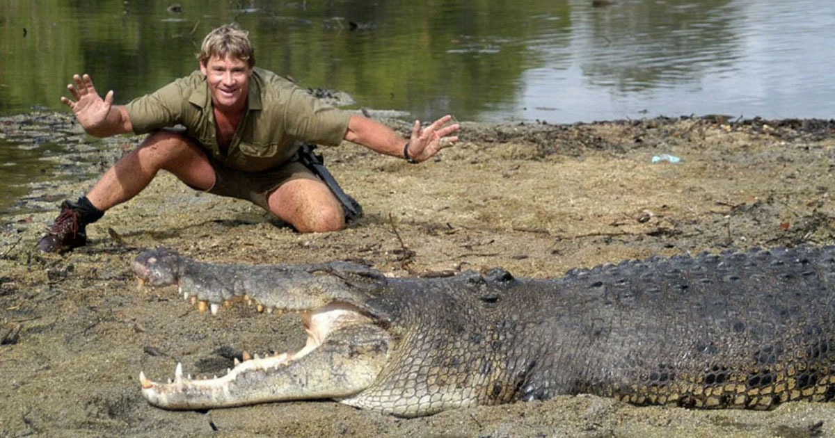Челюсть аллигатора отлично закрывается, но плохо открывается - похожая новость на Toplenta