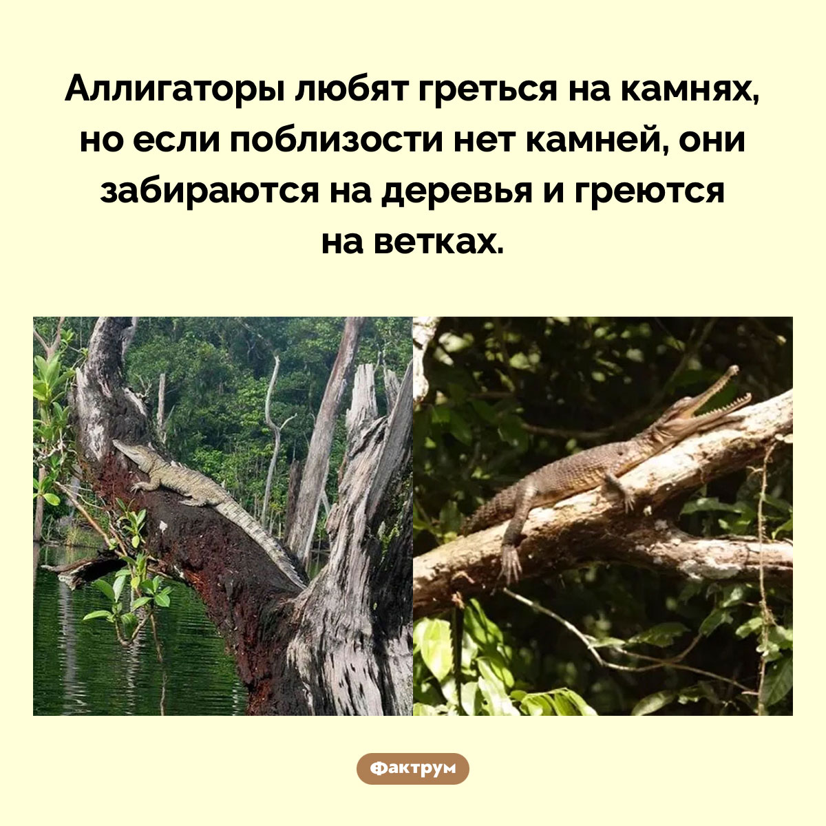 Аллигаторы лазают по деревьям - похожая новость на Toplenta