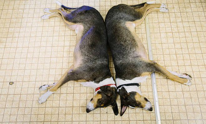 У богатых появилась мода клонировать своих питомцев. Счет уже идет на сотни - свежие новости на Toplenta по теме oss