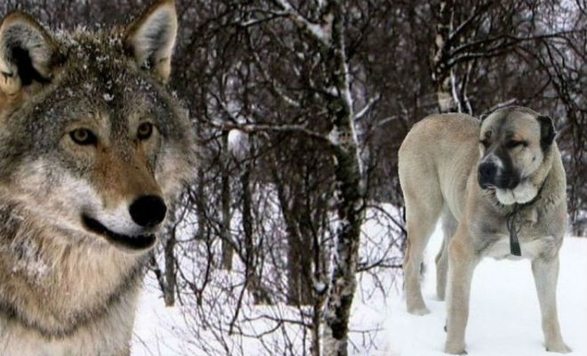 Алабай преградил путь голодному волку - похожая новость на Toplenta