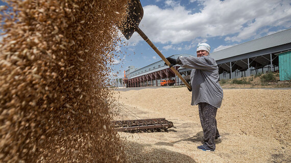 Пошлина на экспорт пшеницы из РФ вырастет на 14,6% с 26 ноября - Спорт на Toplenta