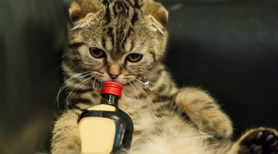 Ложь об алкоголе, в которую все верят - свежие новости на Toplenta по теме Стран