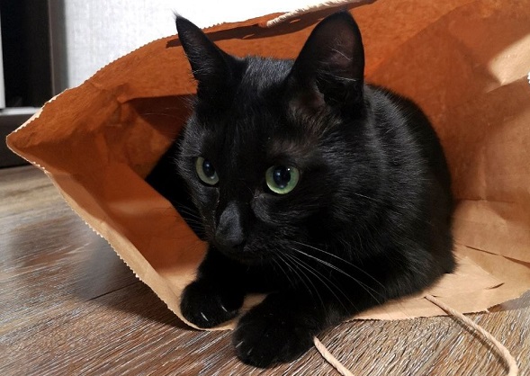 Беня и бумажный пакет - свежие новости на Toplenta