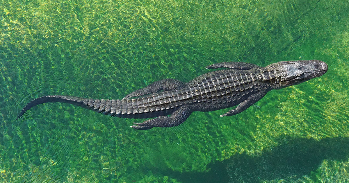 Крокодилы умны - свежие новости на Toplenta по теме кт