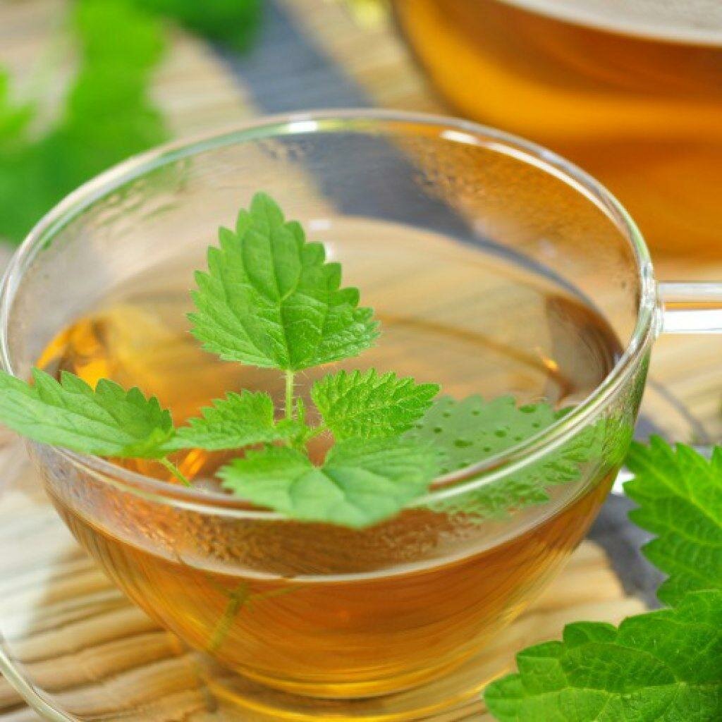 Помогает ли крапива при простатите? - свежие новости на Toplenta по теме здоровье и медицина