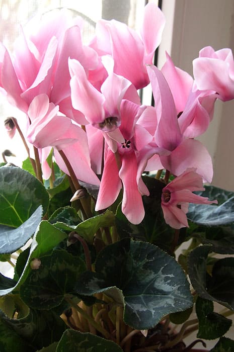 Цикламен: болезни, причины и лечение - свежие новости на Toplenta