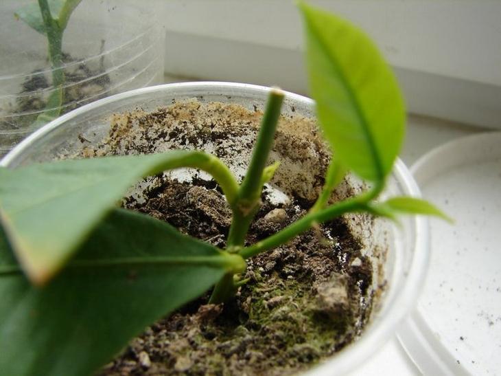 Прививка комнатных растений - свежие новости на Toplenta