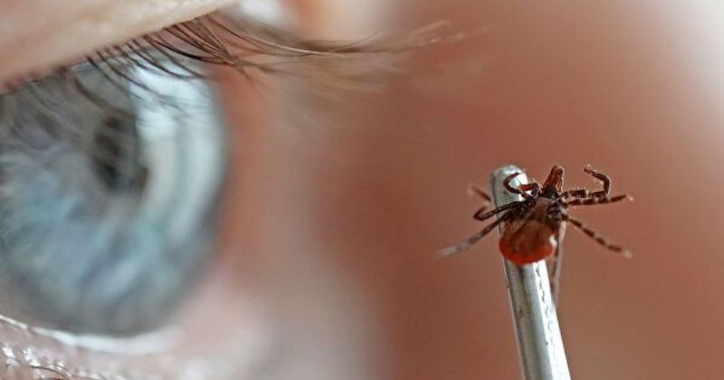 Летний ликбез, чем можно заразиться от членистоногих на обычной прогулке - похожая новость на Toplenta