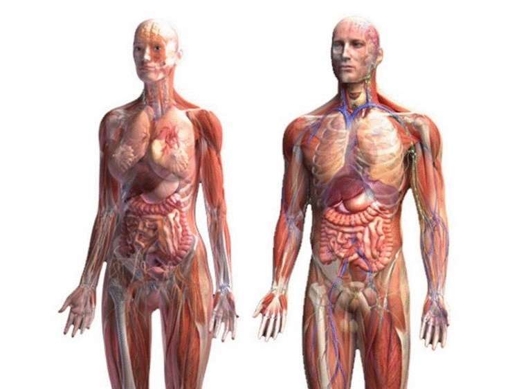 Кислотно-щелочной баланс - свежие новости на Toplenta по теме Медицина и Здоровье  /  Соцпортал