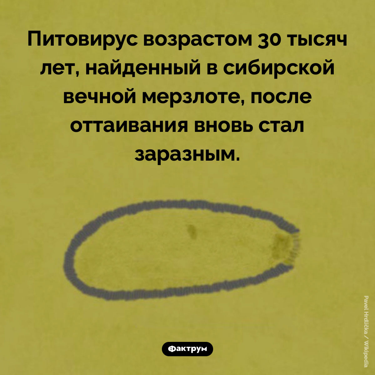 Неубиваемый вирус - свежие новости на Toplenta по теме си