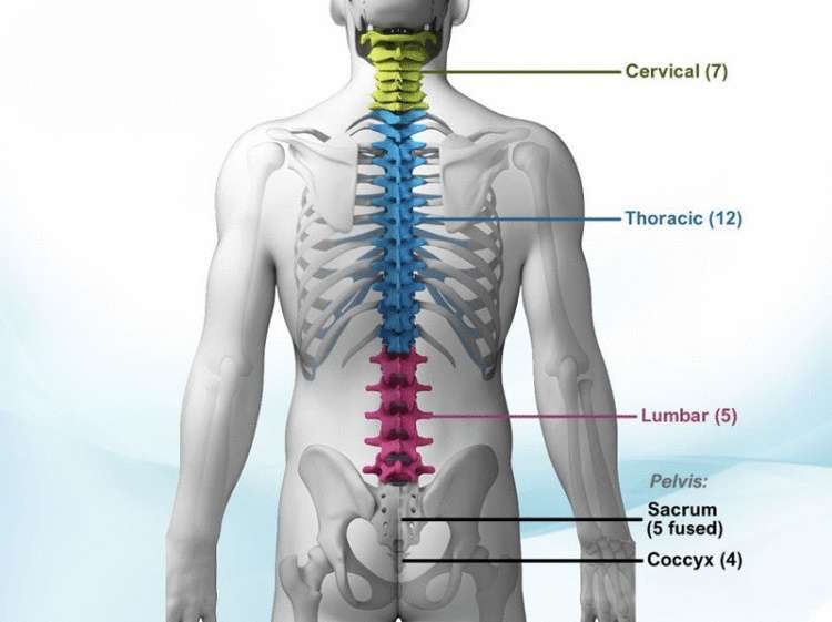 Осевший позвоночник: причина болезней и старения организма - свежие новости на Toplenta по теме Медицина и Здоровье  /  Соцпортал