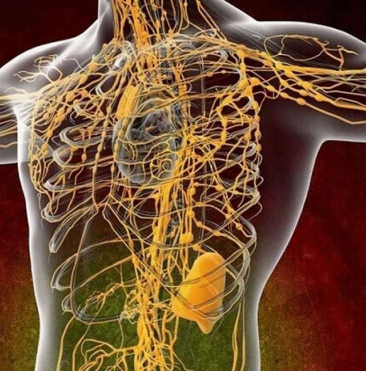11 лучших способов очистить лимфу - свежие новости на Toplenta по теме Медицина и Здоровье  /  Соцпортал