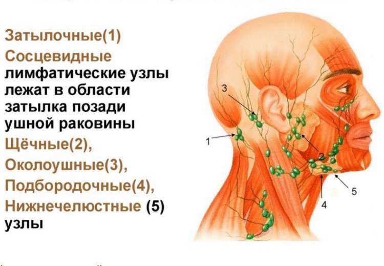 Эксперсс-метод снятия отечности - свежие новости на Toplenta по теме Медицина и Здоровье  /  Соцпортал
