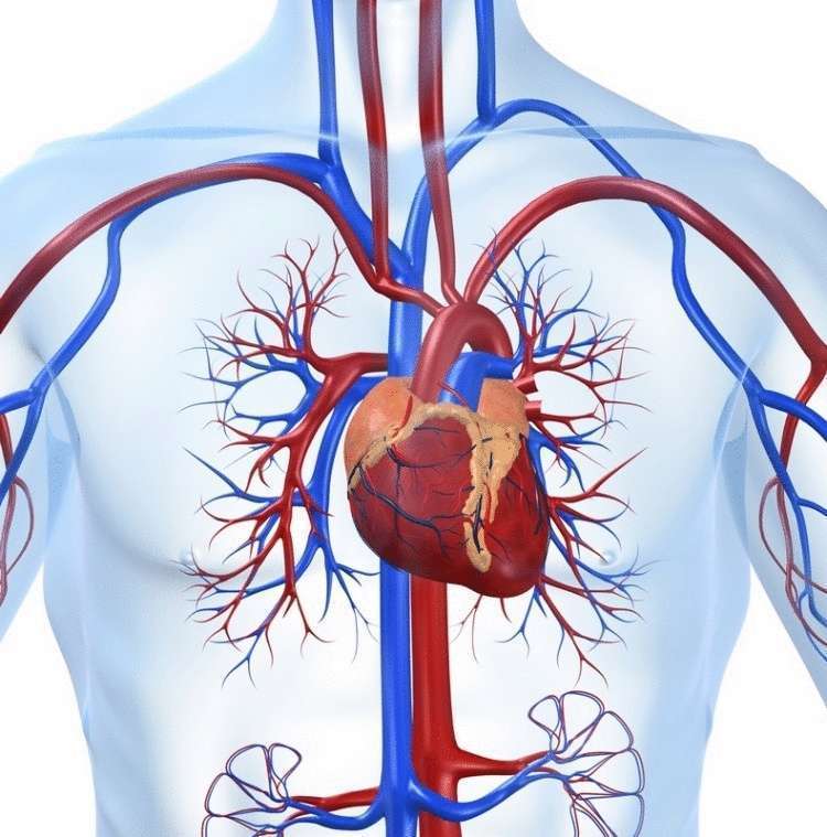 11 причин поднимать ноги вверх каждый день - свежие новости на Toplenta по теме Медицина и Здоровье  /  Соцпортал