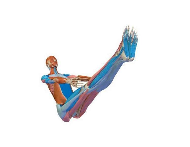 Простое упражнение для улучшения работы сосудов - свежие новости на Toplenta по теме Медицина и Здоровье  /  Соцпортал