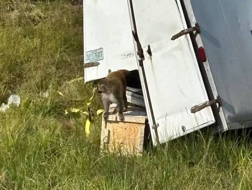 В США сбежали лабораторные макаки с гепатитом и коронавирусом - похожая новость на Toplenta