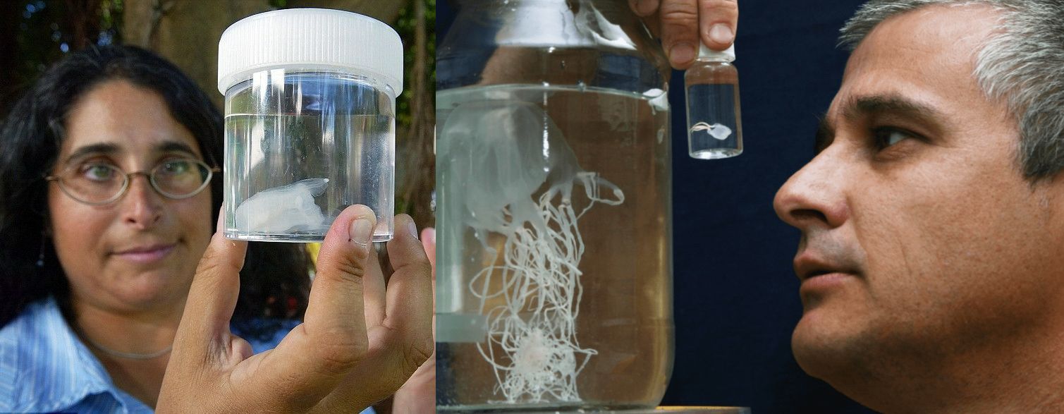 Чем опасны кубомедузы и где они водятся: инструкции для тех, кто едет в отпуск - похожая новость на Toplenta