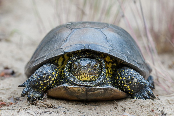 Как холоднокровные животные выживают в морозы? - свежие новости на Toplenta