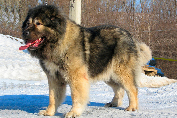 Большой лохматый друг: самые крупные породы собак - свежие новости на Toplenta