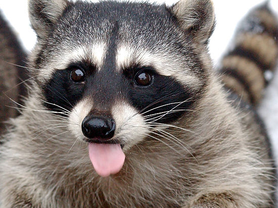 Почему не енот? - свежие новости на Toplenta
