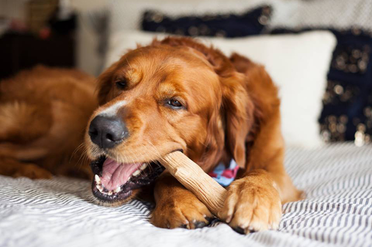 Вкусные игрушки для собак - свежие новости на Toplenta