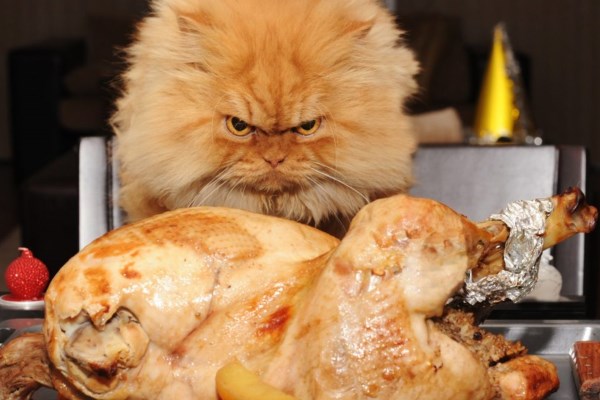 Что нельзя давать кошкам? - свежие новости на Toplenta