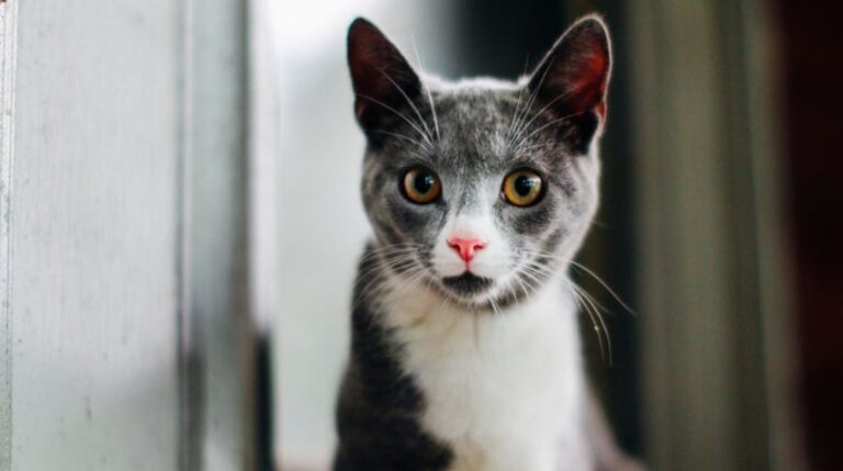 Сколько лет может прожить кошка и от чего зависит продолжительность её жизни - свежие новости на Toplenta