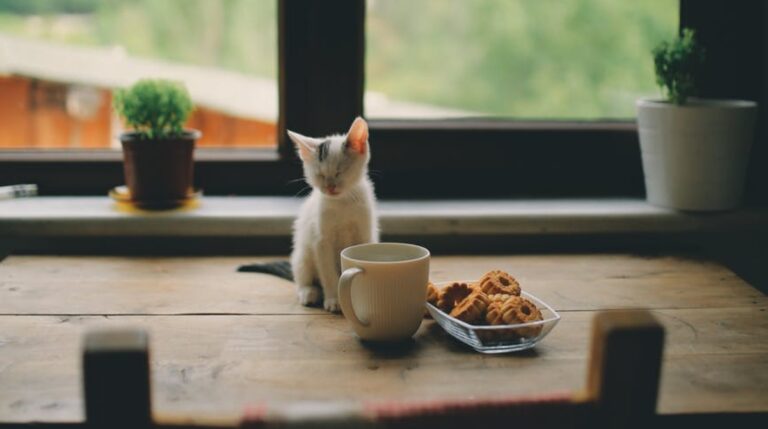 Правильно ли не давать коту никакой еды, пока он не съест то, что в миске - свежие новости на Toplenta