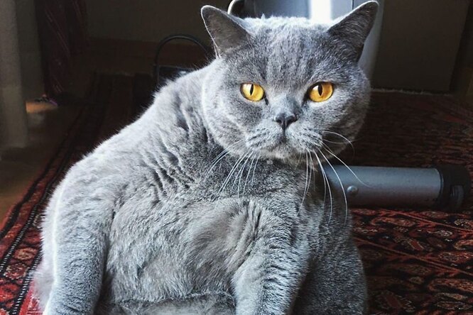 Владелец попросил усыпить кота, похожего на шар. Но врач нашла другое решение - свежие новости на Toplenta по теме си