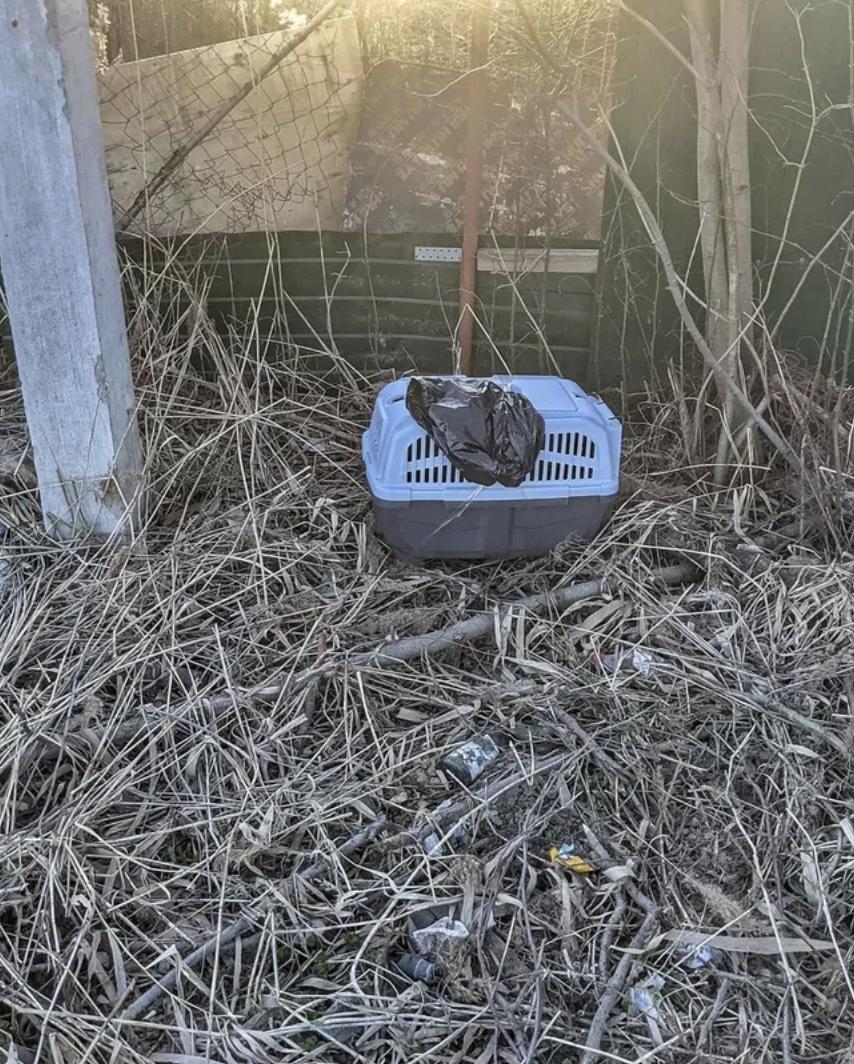 Разочарованные хозяева бросили маленького щенка на заправке - свежие новости на Toplenta