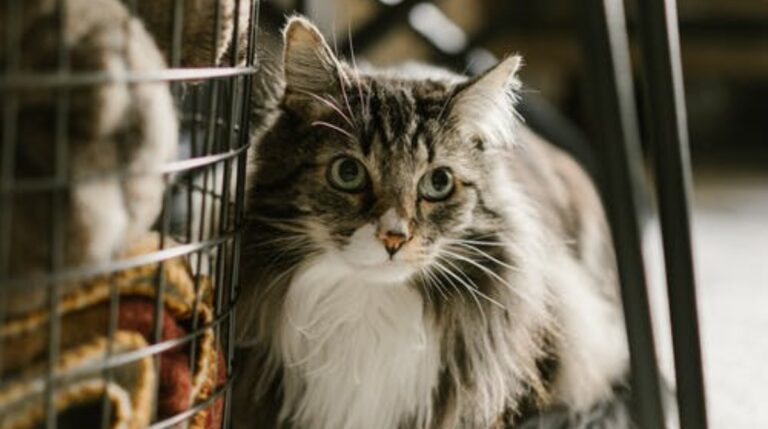 Как скоро кошка может навсегда забыть своего хозяина - свежие новости на Toplenta