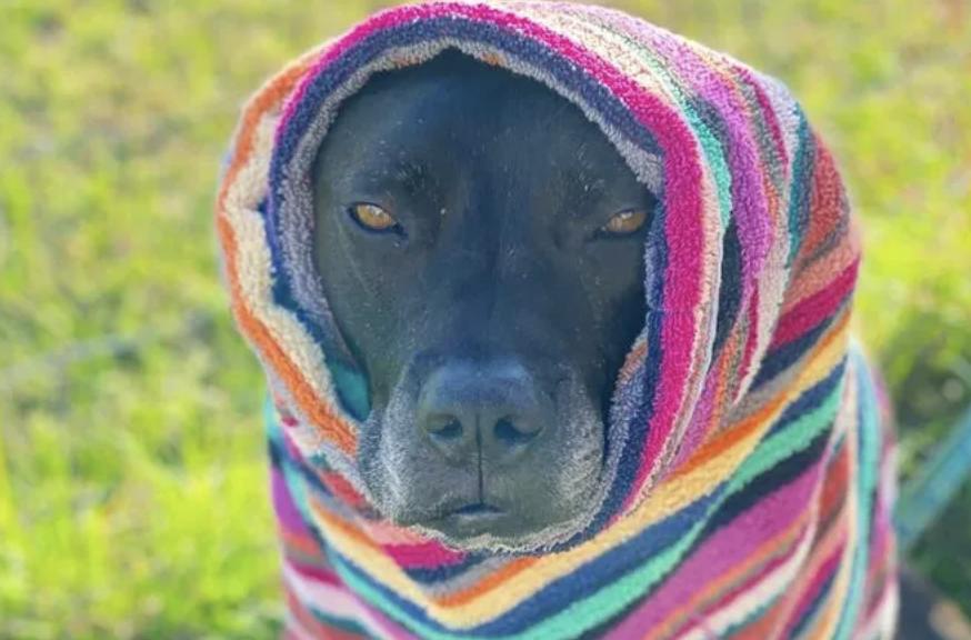 Бездомный несчастный пес прогрыз забор в собачий приют, чтобы попросить о помощи - свежие новости на Toplenta