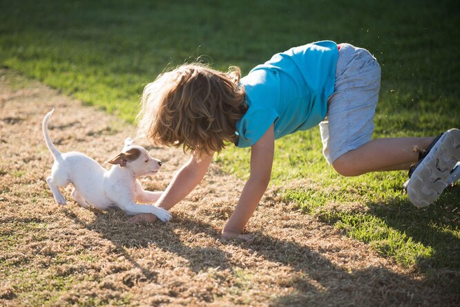 10 милых пород собак, которые не подходят для семьи с ребенком - свежие новости на Toplenta