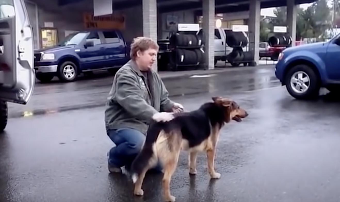 Что будет, если освободить собаку, которая просидела всю жизнь на цепи - похожая новость на Toplenta