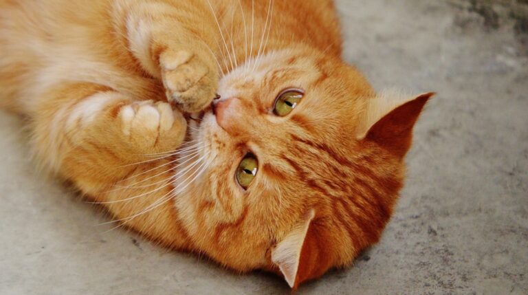 Почему кошка стала плохо себя вести: причины, которых не понимают владельцы - свежие новости на Toplenta