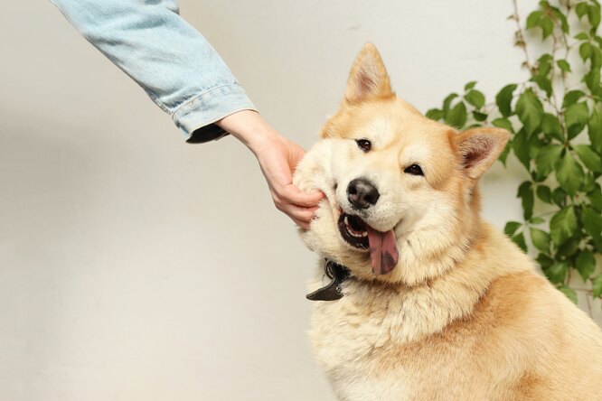 Когда начинать и как часто заниматься с собакой: рекомендации кинологов - свежие новости на Toplenta