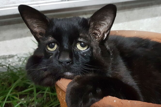 У кота с редким заболеванием в прямом смысле «сползает» лицо - похожая новость на Toplenta