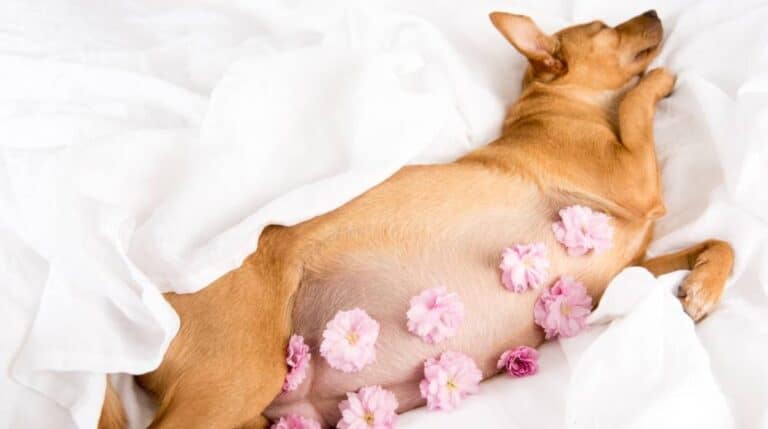 Какая диета нужна собаке во время беременности и кормления щенков - свежие новости на Toplenta