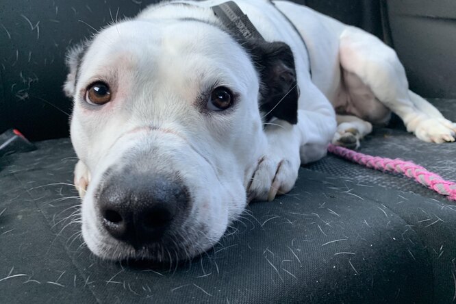 Собаку дважды возвращали в приют из-за глухоты. Наконец, она выучила язык жестов - свежие новости на Toplenta