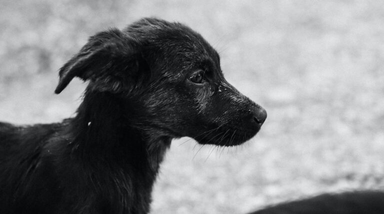 Где хоронить домашних животных - свежие новости на Toplenta по теме Хор