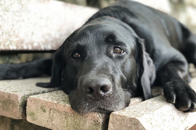 Волонтёры выходили собаку, которая уже не хотела жить. Вот как она изменилась - свежие новости на Toplenta