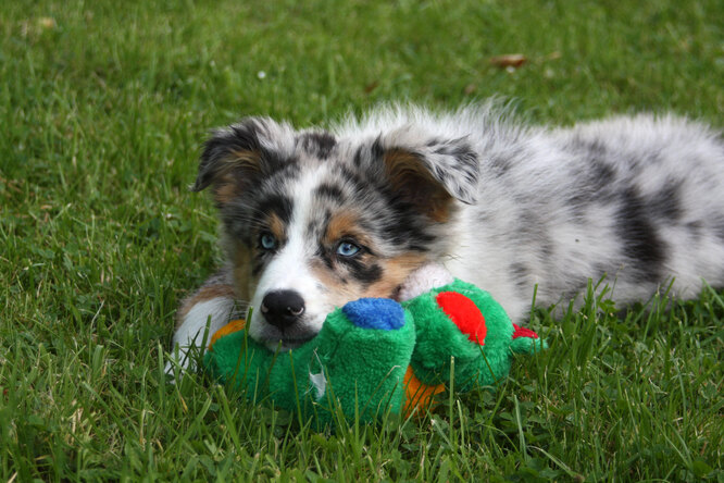 Щенок сбежал из дома и потерялся — вернуть его смог только плач маленького друга - свежие новости на Toplenta