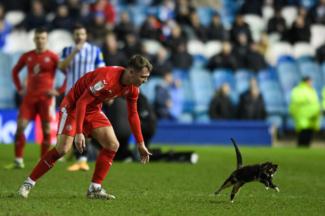 После 8 месяцев поиска безутешные хозяева случайно увидели кошку на футболе - свежие новости на Toplenta по теме си