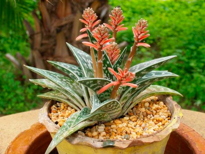 Домашнее выращивание тигрового алоэ - свежие новости на Toplenta