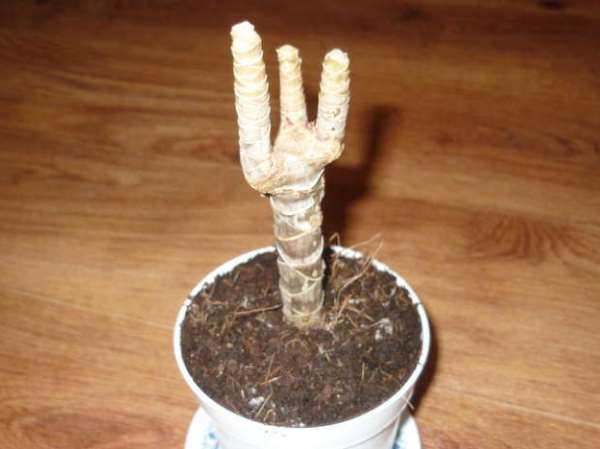 Что делать и почему драцена сбрасывает листья - свежие новости на Toplenta