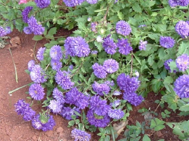 7 однолетников, которые можно и нужно сеять под зиму - свежие новости на Toplenta