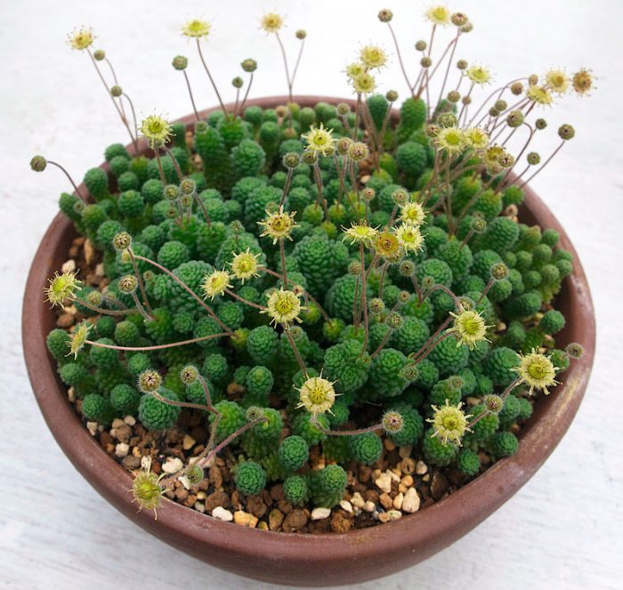 Уход за монантесом в домашних условиях - свежие новости на Toplenta