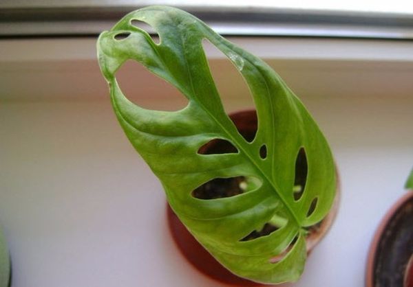 Почему у комнатной монстеры чернеют и сохнут листья - свежие новости на Toplenta