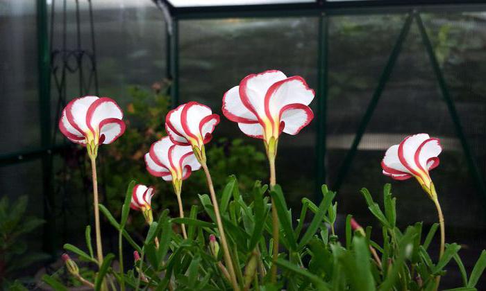 Цветок оксалис версиколор: посадка и уход в домашних условиях - свежие новости на Toplenta